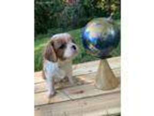 Cavalier King Charles Spaniel Puppy for sale in Glen Arm, MD, USA