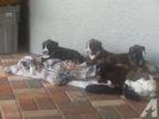 Boxer Puppy for sale in HUDSON, FL, USA