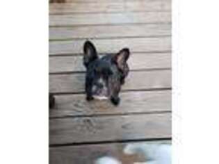 French Bulldog Puppy for sale in Heber Springs, AR, USA