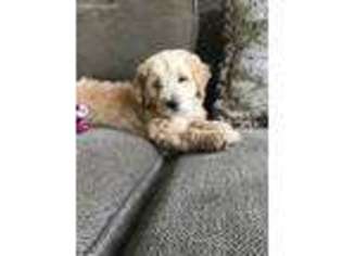 Goldendoodle Puppy for sale in Buhl, ID, USA