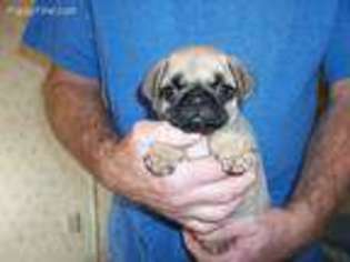 Pug Puppy for sale in Hudson, IN, USA