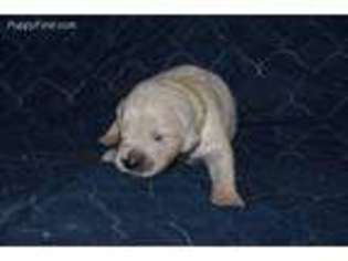 Mutt Puppy for sale in Mount Carmel, TN, USA