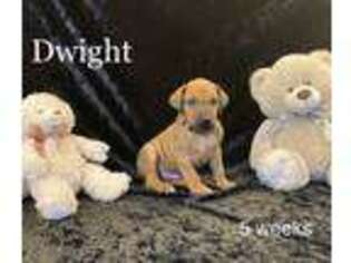 Rhodesian Ridgeback Puppy for sale in Bald Knob, AR, USA