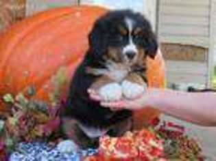 Bernese Mountain Dog Puppy for sale in Hopewell, PA, USA