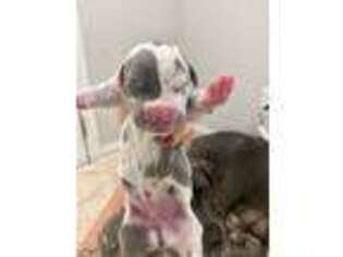 Great Dane Puppy for sale in Raeford, NC, USA