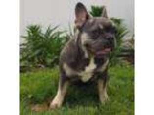French Bulldog Puppy for sale in Windsor, CO, USA