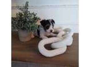 Biewer Terrier Puppy for sale in Elkader, IA, USA