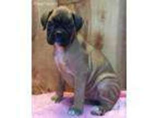 Boxer Puppy for sale in HOLLYWOOD, MD, USA