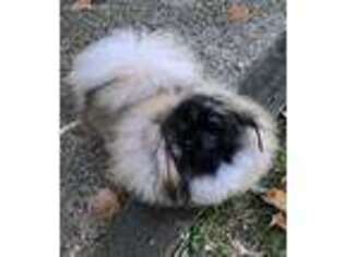 Pekingese Puppy for sale in Bethesda, MD, USA
