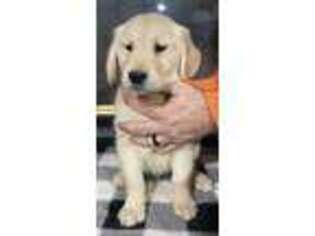 Golden Retriever Puppy for sale in Warrenton, MO, USA