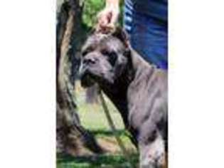 Cane Corso Puppy for sale in KAUFMAN, TX, USA