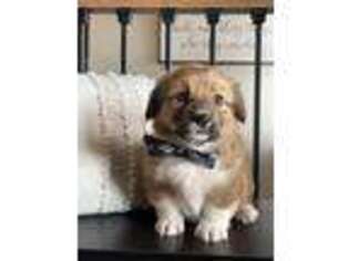 Pembroke Welsh Corgi Puppy for sale in Odin, IL, USA