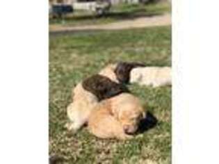 Labrador Retriever Puppy for sale in Jamul, CA, USA