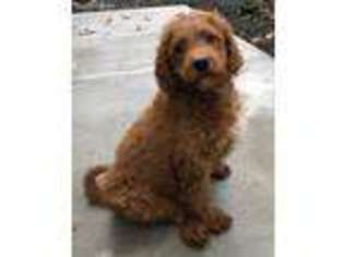 Goldendoodle Puppy for sale in Zanesville, OH, USA