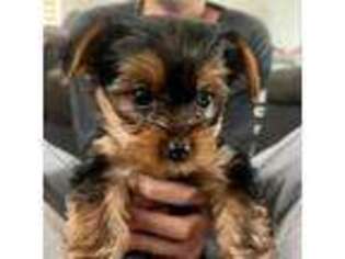 Yorkshire Terrier Puppy for sale in Trabuco Canyon, CA, USA