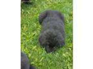 Newfoundland Puppy for sale in Chili, WI, USA