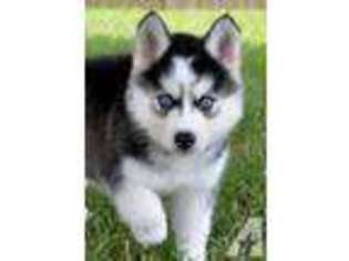 Siberian Husky Puppy for sale in YOUNGSVILLE, NC, USA