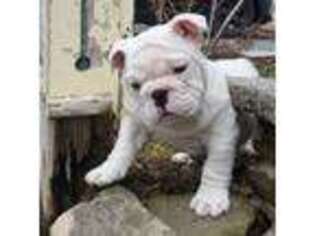 Bulldog Puppy for sale in Rushville, NY, USA