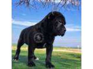 Cane Corso Puppy for sale in Exeter, CA, USA