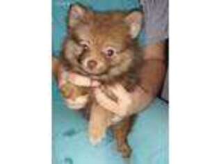 Pomeranian Puppy for sale in Zion, IL, USA