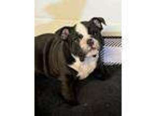 Bulldog Puppy for sale in Cummings, KS, USA