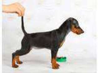 Miniature Pinscher Puppy for sale in Bradenton, FL, USA