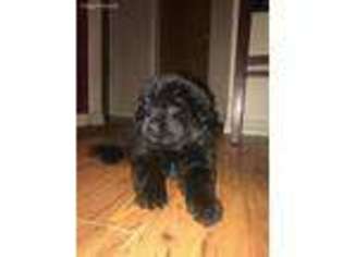 Newfoundland Puppy for sale in Wellington, CO, USA