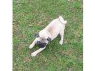 Pug Puppy for sale in Swartz Creek, MI, USA