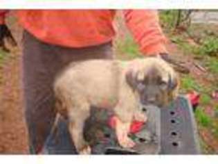 Anatolian Shepherd Puppy for sale in Greenville, SC, USA