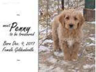 Goldendoodle Puppy for sale in Marion, IN, USA