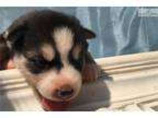 Siberian Husky Puppy for sale in Oklahoma City, OK, USA