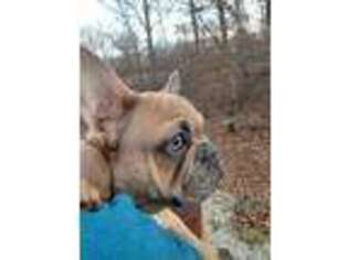 French Bulldog Puppy for sale in Hillsdale, IN, USA