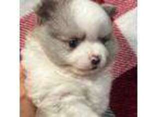 Pomeranian Puppy for sale in Fredericksburg, TX, USA
