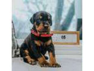 Doberman Pinscher Puppy for sale in Kansas City, MO, USA