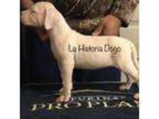 Dogo Argentino Puppy for sale in Patchogue, NY, USA