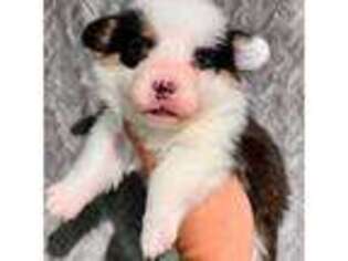 Pembroke Welsh Corgi Puppy for sale in Taylorsville, NC, USA