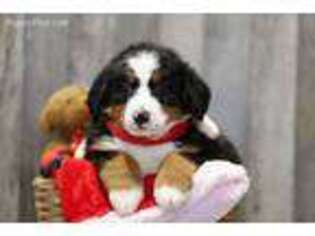 Bernese Mountain Dog Puppy for sale in Brinkhaven, OH, USA