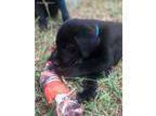 Labrador Retriever Puppy for sale in Calhoun, GA, USA