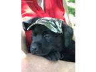 Labrador Retriever Puppy for sale in Waxhaw, NC, USA