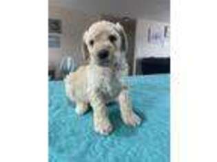 Goldendoodle Puppy for sale in Berryville, AR, USA