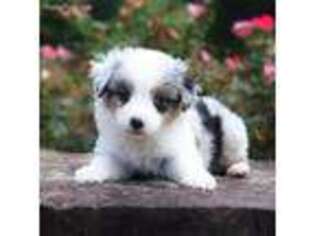 Miniature Australian Shepherd Puppy for sale in Atlanta, GA, USA