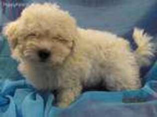 Bolognese Puppy for sale in Salem, MO, USA