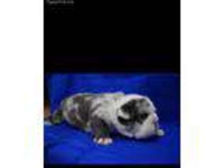 Bulldog Puppy for sale in Hixson, TN, USA