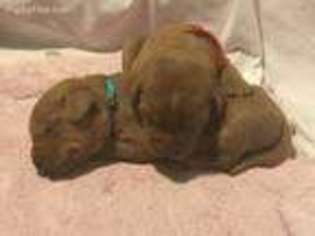 Labrador Retriever Puppy for sale in Fenwick, MI, USA