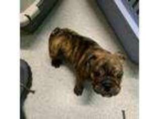 Bulldog Puppy for sale in Wright City, MO, USA