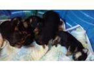 Yorkshire Terrier Puppy for sale in STEVENS POINT, WI, USA