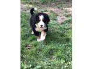 Bernese Mountain Dog Puppy for sale in Frederick, MD, USA