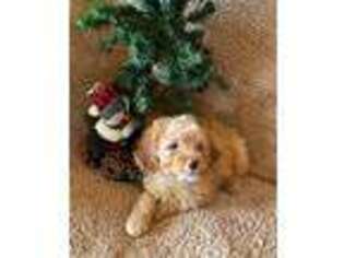 Cavapoo Puppy for sale in Fox River Grove, IL, USA