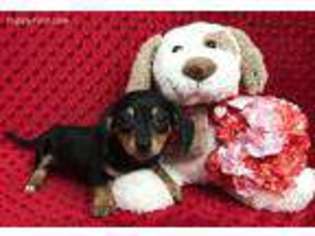 Dachshund Puppy for sale in Blountville, TN, USA