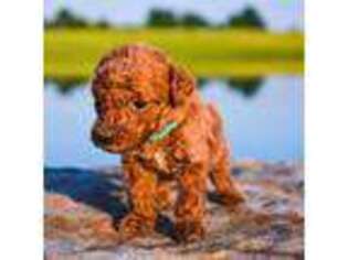 Goldendoodle Puppy for sale in Marble Hill, MO, USA